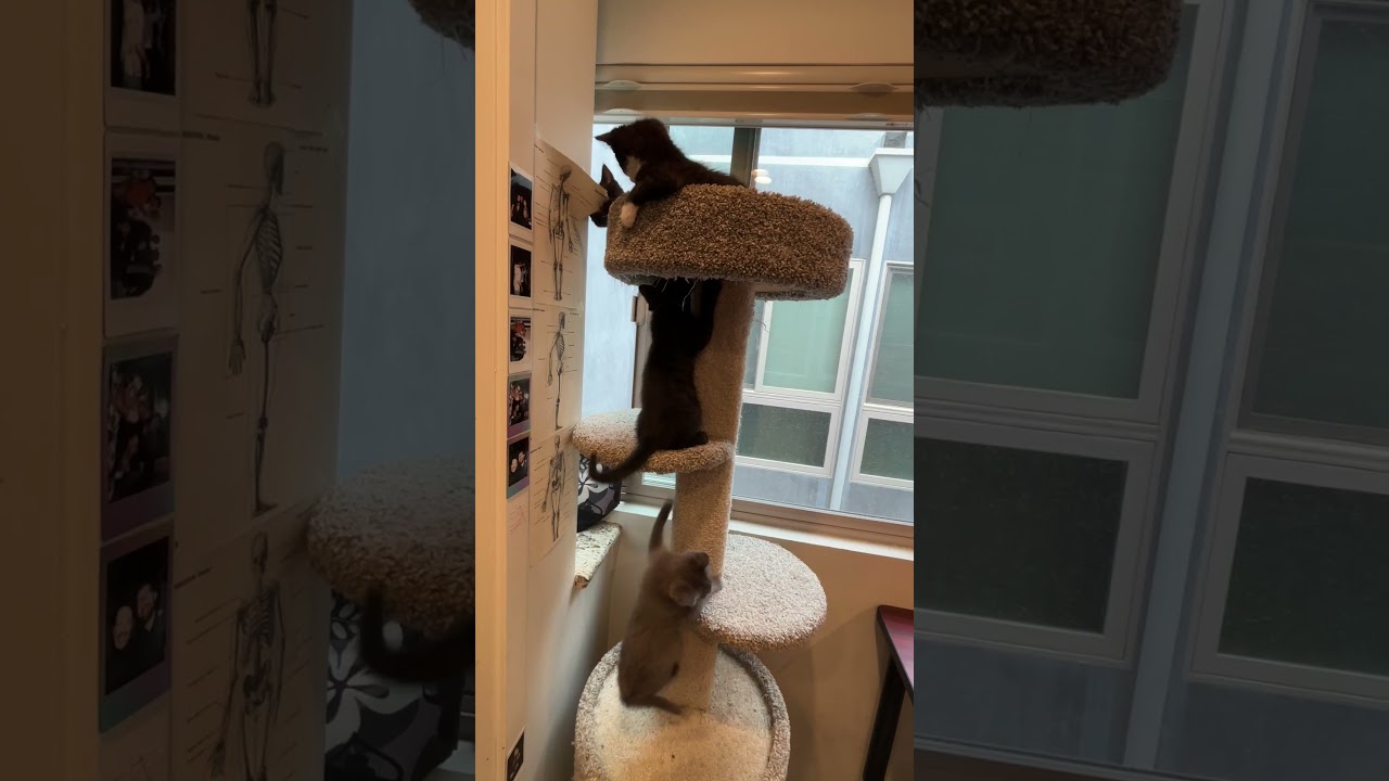 Enlarge Bibble, an adopted Domestic Medium Hair in Los Angeles, CA video 6/6