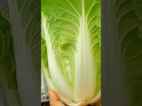 Tips for growing good green Chinese cabbage