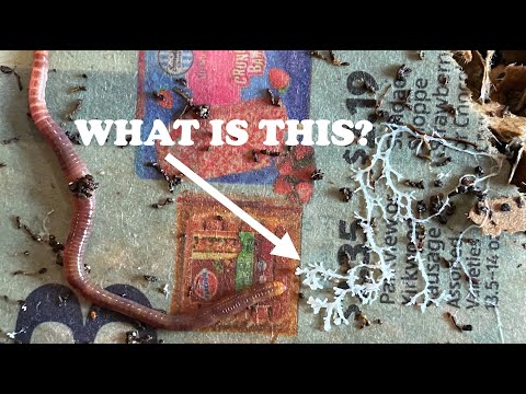 Mystery White Fungus + Lots of Worms | Sterile Vermihut Worm Bin Feeding/Tray 4 Compost Worm Farm