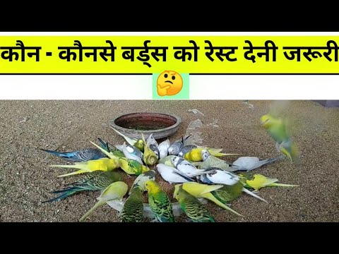 BUDGIES PARROT KO REST DENE KE FAYDE || कौन-कौनसे बर्डस को रेस्ट देनी चाहिए?