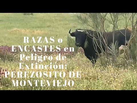 RAZAS o ENCASTES en Peligro de Extinción: PEREZOSITO de MONTEVIEJO