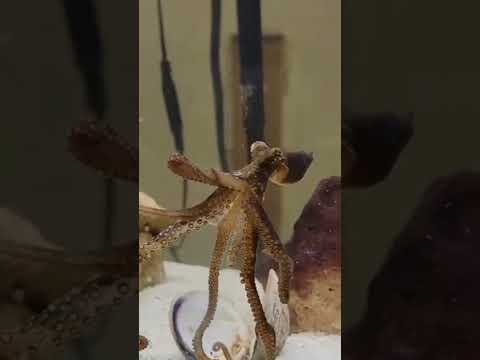 Crab VS Octopus Who Will Win? 😱