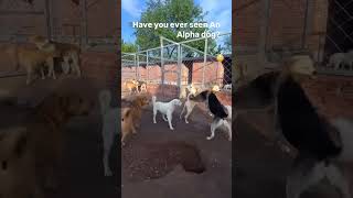 🐾💪#Alphadog #DogBoss #PeacekeeperPup He stopped the fight without a single bark.