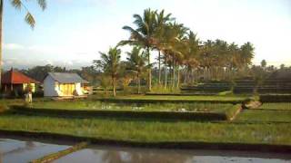 preview picture of video 'Ubud's Rice Fields... Sawah Padi di Ubud... Bali.'