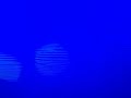 White Screen Of Death On My Little Nemo Adventures In Slumberland 1993 Vhs 1994 Reprint
