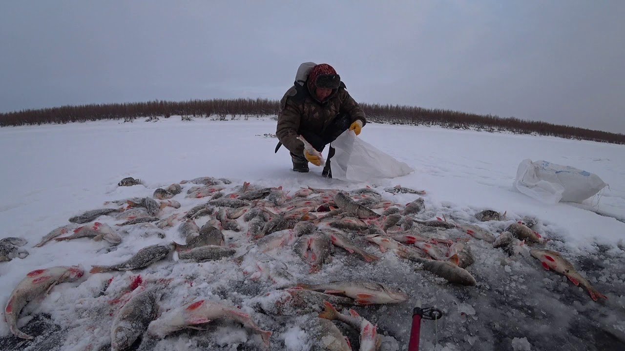 Рыбалка в якутии зимой 2020 новое. Зимняя рыбалка на окуня в Якутии. Зимняя рыбалка на щуку в Якутии. Первый лед 2020 зимняя рыбалка в Якутии. Якутия ловля окуня зимой.