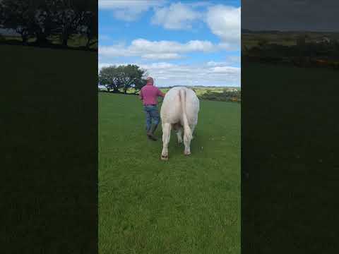 2 Pedigree Charolais bulls Swatragh Mart 9th May - Image 2