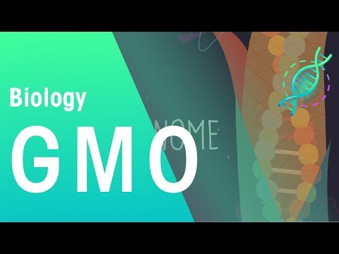 GMOs | Genetics | Biology | FuseSchool