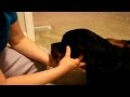 Taping Rottweiler ears - best effective way ...