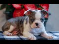 Boston Terrier dogs for sale: Lucas  - Video 1
