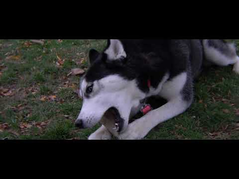 Yeti Chewing on Bone 4k ProRes 422