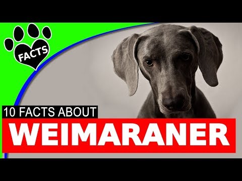 奇妙的威馬拉犬 101 趣事資訊 德國狗品種 (Wonderful Weimaraner Dogs 101 Fun Facts Information German Dog Breeds)