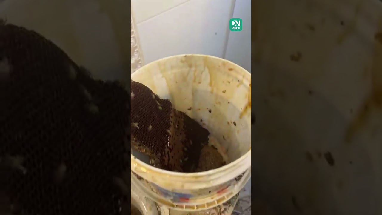 Imagem da notícia Isaías CDs tem casa invadida por abelhas em Cascavel; veja vídeo