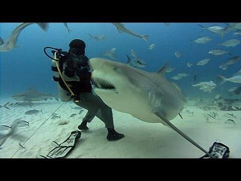 Bull Sharks | JONATHAN BIRD'S BLUE WORLD