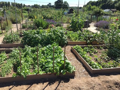 HBW Vlog6 - Allotment tour