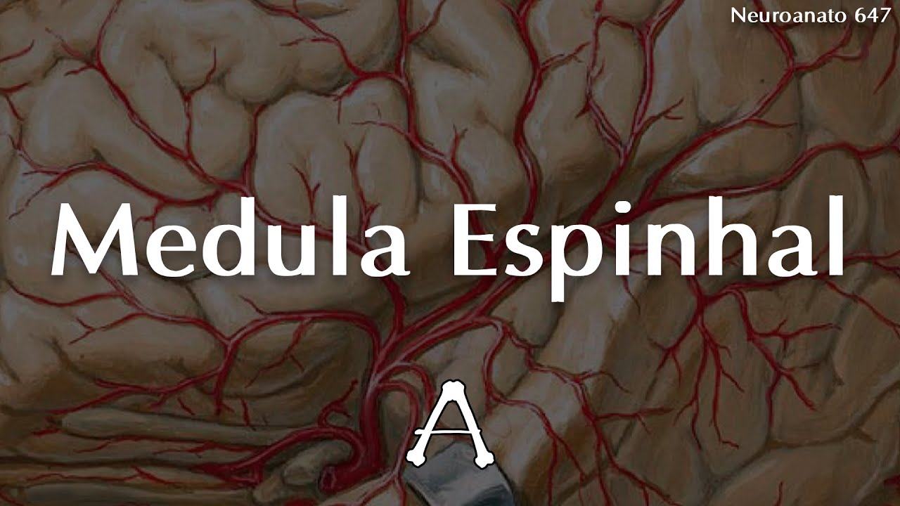 #Neuroanato647 | Medula Espinhal