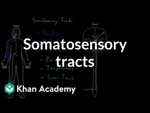 体性感覚器｜臓器システム｜MCAT｜カーンアカデミー (Somatosensory tracts | Organ Systems | MCAT | Khan Academy)