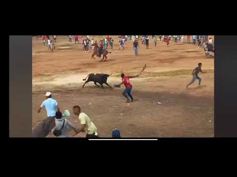 toros en Arjona Bolivar