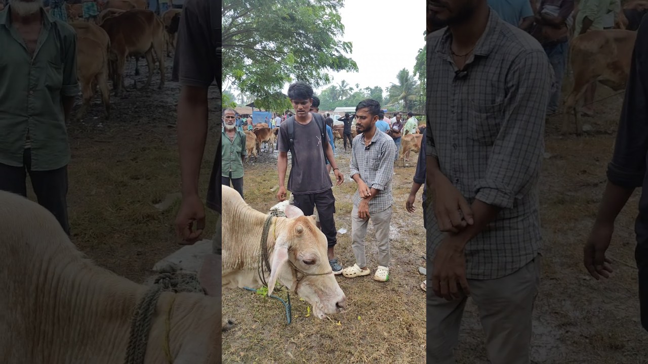 #goru #bazar #video #comedy #sooting #time #aj24 #jakir #24