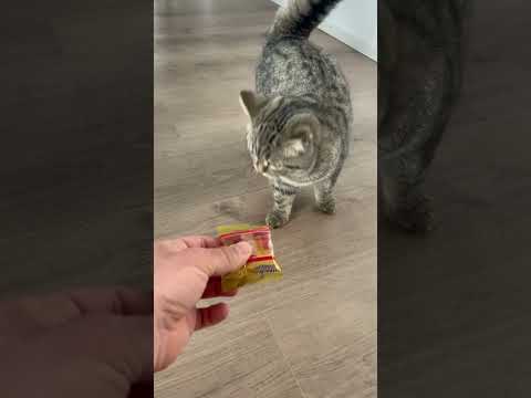 Ich kann dir das nicht geben das ist giftig für dich #gift #cat #cute #kitten #abonnieren #pets