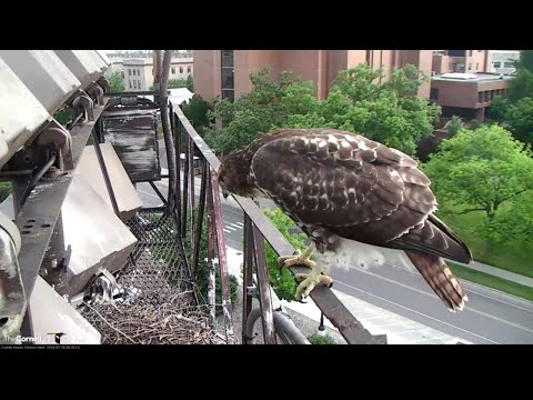 Cornell Hawk "I3" Drops In For Long Visit, Wrestles With Sticks, And Glides Away – July 13, 2019