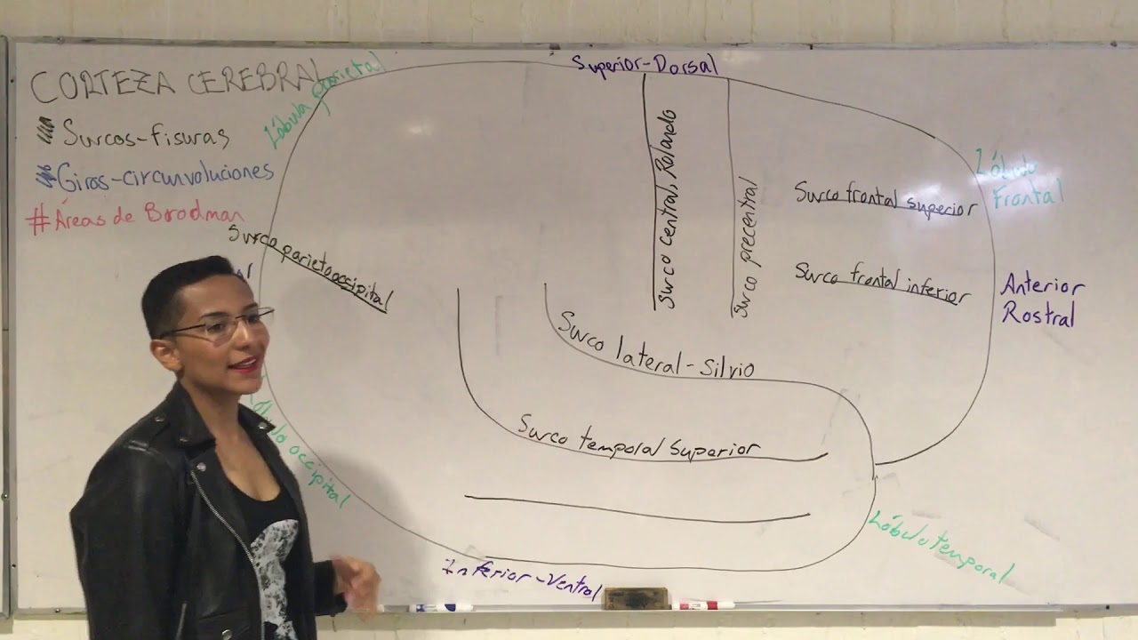 Corteza cerebral: Surcos/fisuras, giros/circunvoluciones y áreas de Brodman