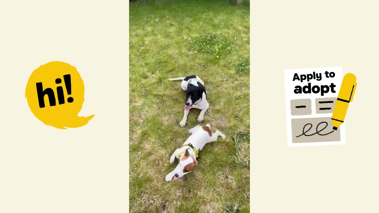 A preview of the dog's video