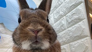 うさぎのつくねくんだよだよ