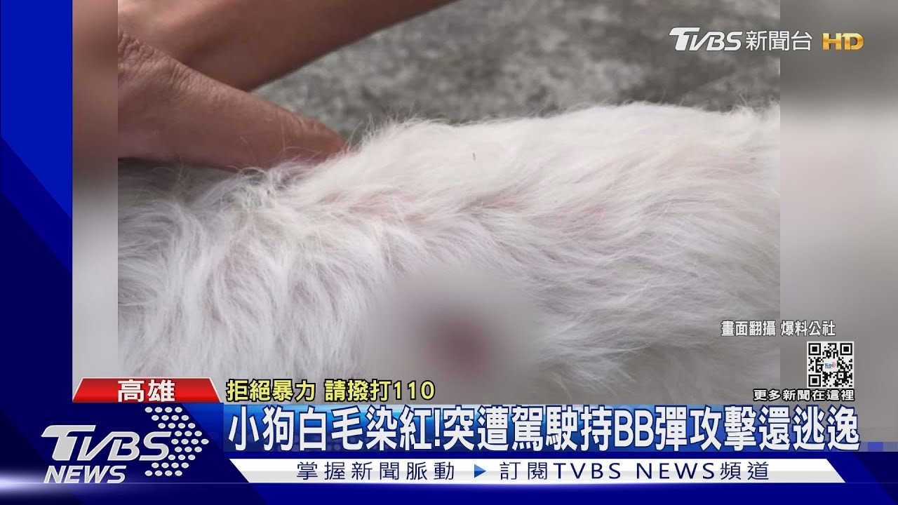 男開槍射小狗!傷口卡BB彈落網 辯:牠咬我模型