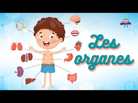 APPREND LE CORPS HUMAIN #2 - [Les organes]