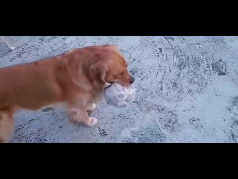 Who will win goldie vs anshika #goldenretriever #labrador #youtube #dog