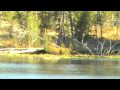 Wolves Chasing Elk Kill