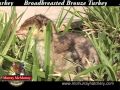 Video: Broadbreasted Bronze Turkey