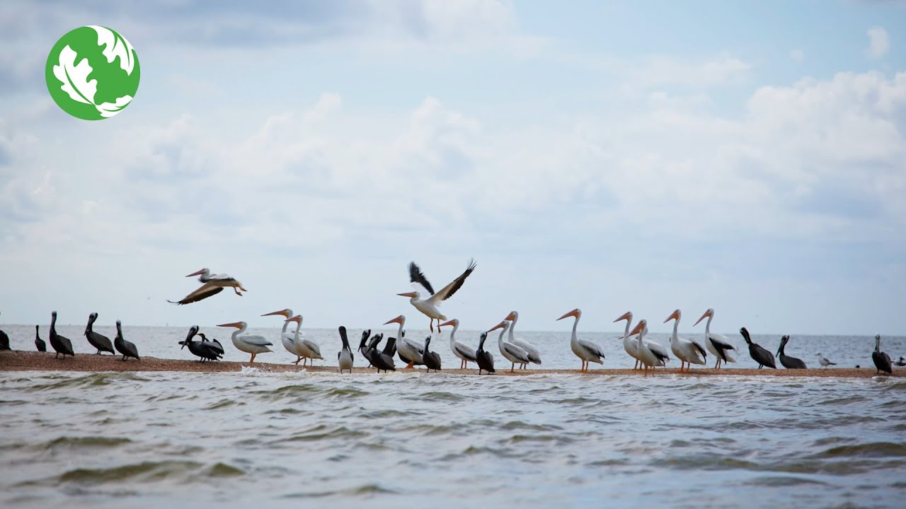 Wild Waters: Alabama’s Freshwater Biodiversity
