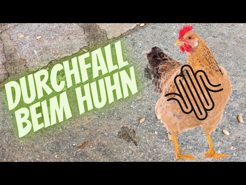 Durchfall beim Huhn