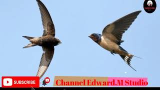 Download lagu 10 Jam non Stop !! Bunyi Panggil Burung Walet Gred Super Terbaik!!! Ilmu Pelet  Burung walet mp3