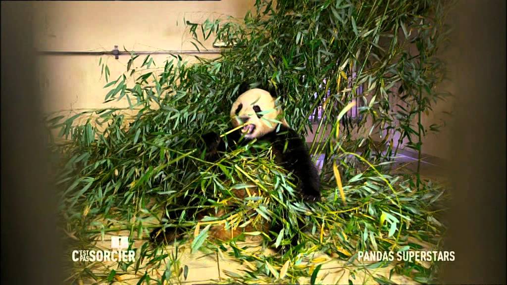 Pandas geants superstars - C'est pas sorcier