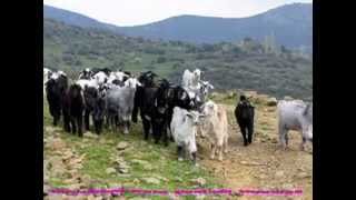 Musa EROĞLU - Gelemem