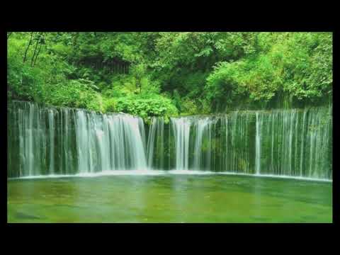 BEST NIGHTINGALE SONG - Nightingale Singing, Birdsong, Birds Chirping