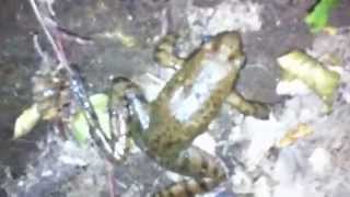 preview picture of video 'Rana nel fosso - vallerano 2012 - frog in the brook'