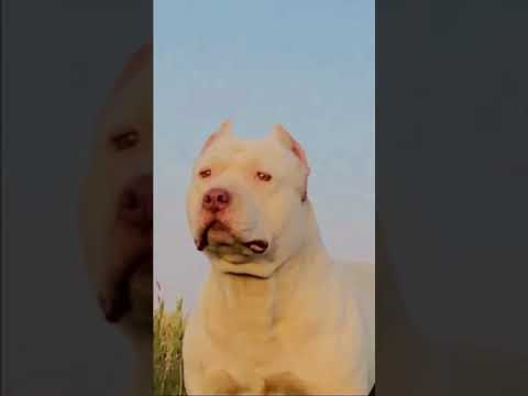 Kulbir jhinjer latest song || punjabi songs famous pitbull dogs || die || whatsapp status ||