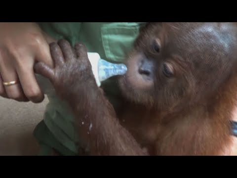Indonesian police said Monday they also found geckos and chameleons in the luggage of a Russian tourist who was arrested for allegedly trying to smuggle a drugged orangutan out of Bali. (March 25)