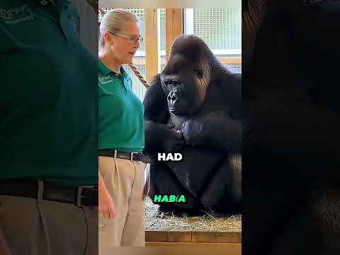 ¡Koko la gorila llora por un bebé que nunca tuvo! 🦍💔 Un gatito cambia su vida 😻#animals #shortsfeed