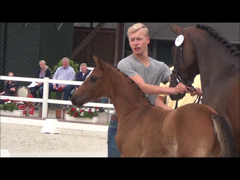 *2017 Hengstfohlen von Hickstead White - Stakkato Gold *zugelassen für Vechta*
