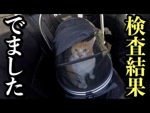 もうすぐ11歳になる愛猫、これからの治療について