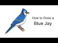 How to Draw a Blue Jay Bird | Colored Pencil Tutorial