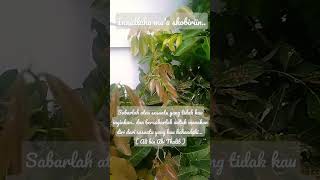 Download lagu sabar..dan sabar selalu #sabar #ikhlas #tawakal #taqarrub mp3
