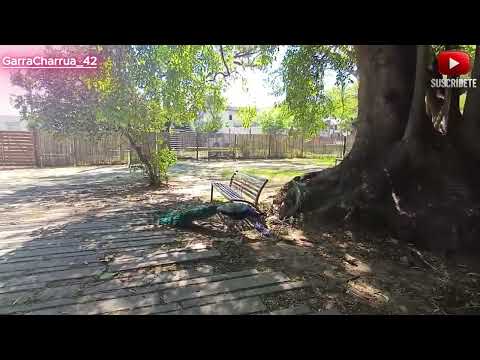 🐾 Villa Dolores Hoy: Del Zoológico al Parque Urbano Más Querido en Montevideo