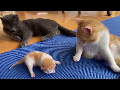 Daddy cat meets new-born kittens and wants to play, he has ...