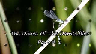 The Dance Of The Damselflies Part # 1